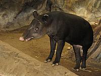 Mittelamerikanischer Tapir (Tapirus bairdii)